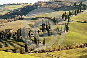 Beautiful country road bordered by cypress trees near Monticchiello, Siena, Tuscany, Italy