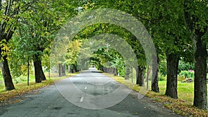 Beautiful country road between the trees forming a tunnel of green branches that are joined together