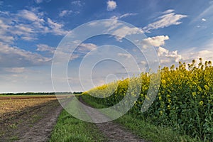 Beautiful countryside landscape with blooming canola field, dirt road and blue sky with clouds