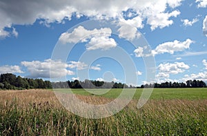 Beautiful countryside landscape with green field, deciduous forest and high grass  in the front under white clouds on blue sky