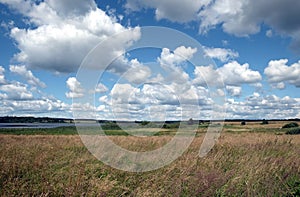 Beautiful countryside landscape with green field, deciduous forest and high grass  in the front under white clouds on blue sky