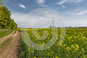 Beautiful countryside road in the rapeseed field