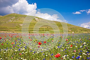 Beautiful countryside in summer with fields of wild flowers