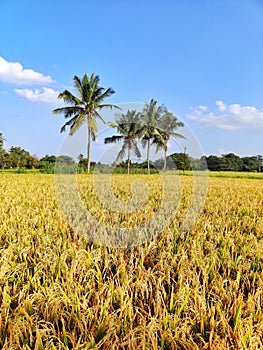 A beautiful countryside view in India on a sunny day