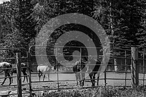 Beautiful countryside view to the horses in a small ranch around the Aspen mountains. Black and white image