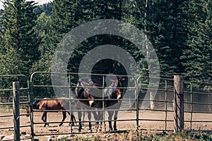 Beautiful countryside view to the horses in a small ranch around the Aspen mountains. Black and white image