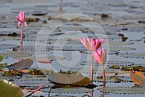 A beautiful of couple blooming pink lotus in a countryside lake, Thale Noi Lake, Phatthalung, Thailand