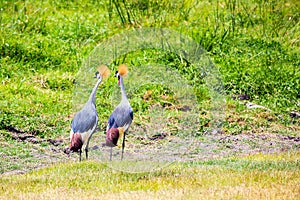 Beautiful couple of crowned crane