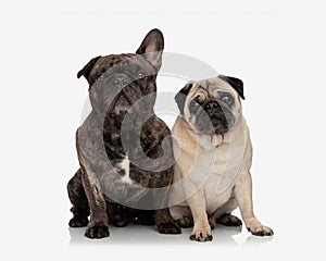 beautiful couple of frenchie and mops puppies sitting and looking forward