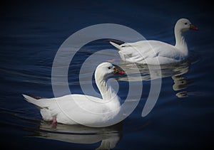 Beautiful couple of geese with closed orange beaks are swimming in lake.