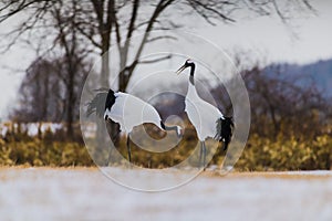 Red-crowned crane bird photo