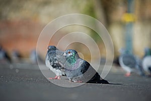 Beautiful couple of pigeons sitting on a road