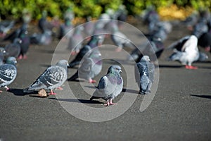 Beautiful couple of pigeons sitting on a road