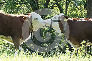 Two kissing cows on a meadow