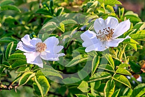 Beautiful couple of white blooming dogrose flower at summer sunset. Close up view