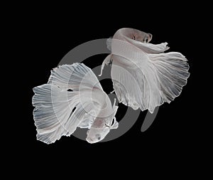 Beautiful Couple White Platt Platinum Siamese Fighting Fish .White siamese fighting fish, betta fish isolated on black background