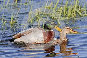 Beautiful couple of wild ducks mating