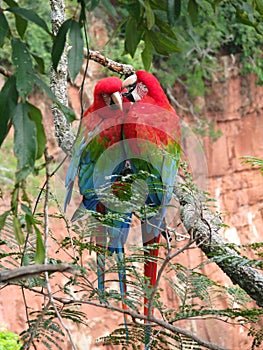 Beautiful couple of wild red macaws, seen at Buraco das Araras (