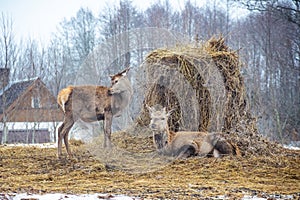 Beautiful couple of young male and female red deer resting near a bale of hay near a village in the countryside