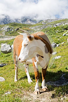 Beautiful cow