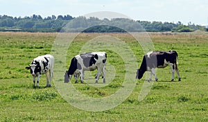 Cow animals on green grass in field, Lithuania