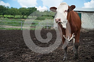 Beautiful cow at a farm, the cow looks at the camera.