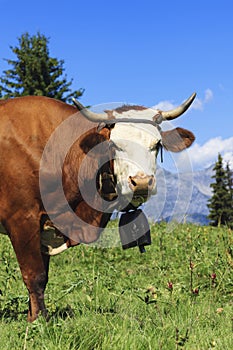 Beautiful cow in french alps