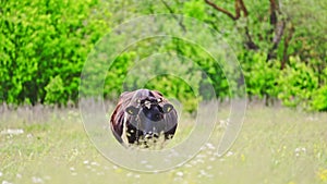 A beautiful cow grazes on a pasture, summer time