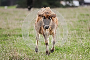 Beautiful cow in a green field in Warrnambool, Victoria, Australia