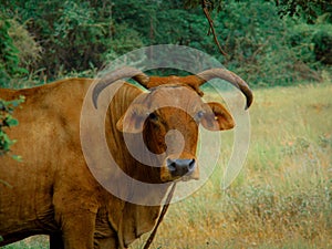 A beautiful cow in nature  outdoors