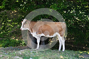 A beautiful cow with a raised leg, sitting in a forest, in the shade of a tree, on a summer day