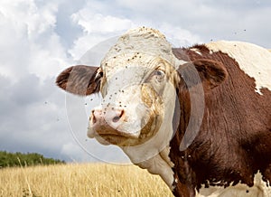 Beautiful cow`s head. Powerful sage old, red white Montbeliarde cow with flies and tear fluid on the cheeks looks sufficiently at