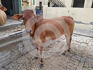 Beautiful cow sahiwal nasal cow in haryana india photo