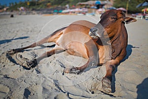 Beautiful cow on Vagator beach