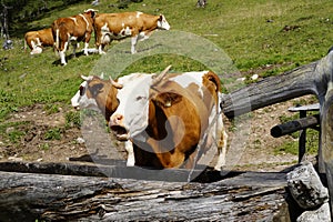 beautiful cows drinking out the water trough on a sunny day in Austrian Alps in Steiermark (Styria)