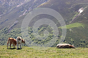 Beautiful cows eating green grass feeding to give milk and meat