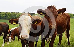 beautiful cows grazing on a summer day in the German village Birkach (Bavaria, Germany) photo