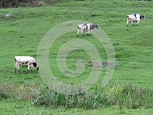 Beautiful cows meadows pasture animals herbivorous farm