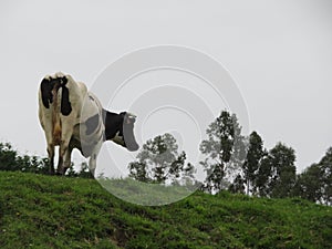 Beautiful cows meadows pasture animals herbivorous farm