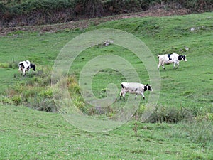 Beautiful cows meadows pasture animals herbivorous farm