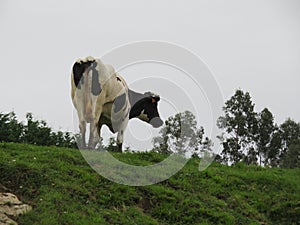 Beautiful cows meadows pasture animals herbivorous farm