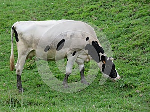 Beautiful cows meadows pasture animals herbivorous farm