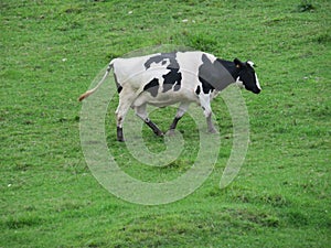 beautiful cows meadows pasture animals herbivorous farm