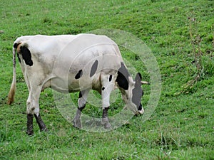 Beautiful cows meadows pasture animals herbivorous farm photo