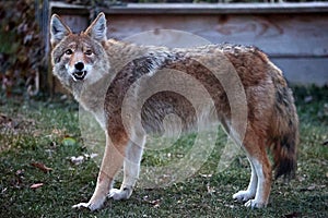 Beautiful Coyote Looking Upwards - Canis latrans