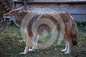 Beautiful Coyote Looking Upwards - Canis latrans