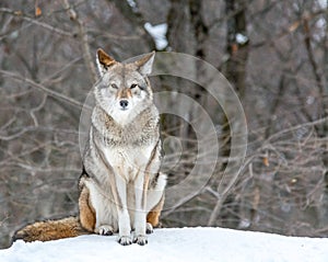 Beautiful Coyote Posing in the November Snow