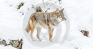 Beautiful Coyote Posing in the November Snow