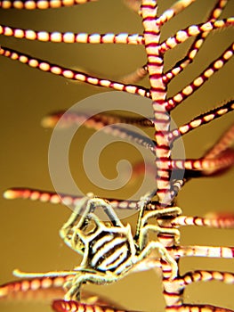 Beautiful crab with soft coral pattern photo