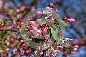 Beautiful Crabapple in Spring